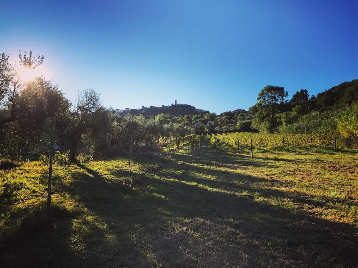 Le Giuncaie - Vigna Con Alloggio Montescudaio Exterior photo
